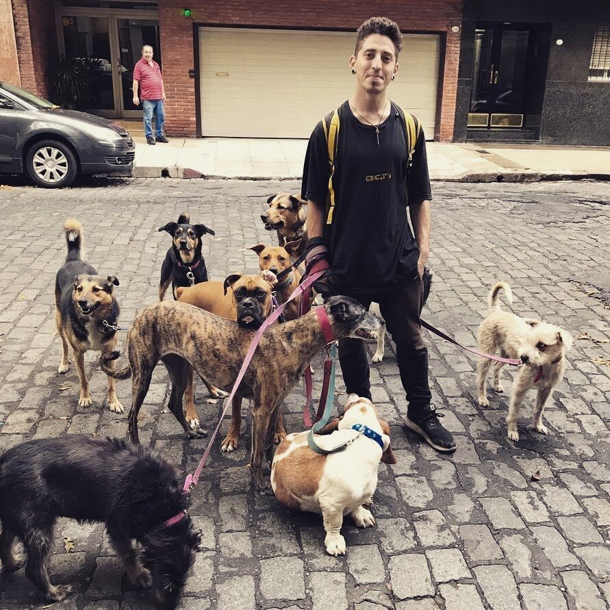 Paseo profesional de una manada en la ciudad
