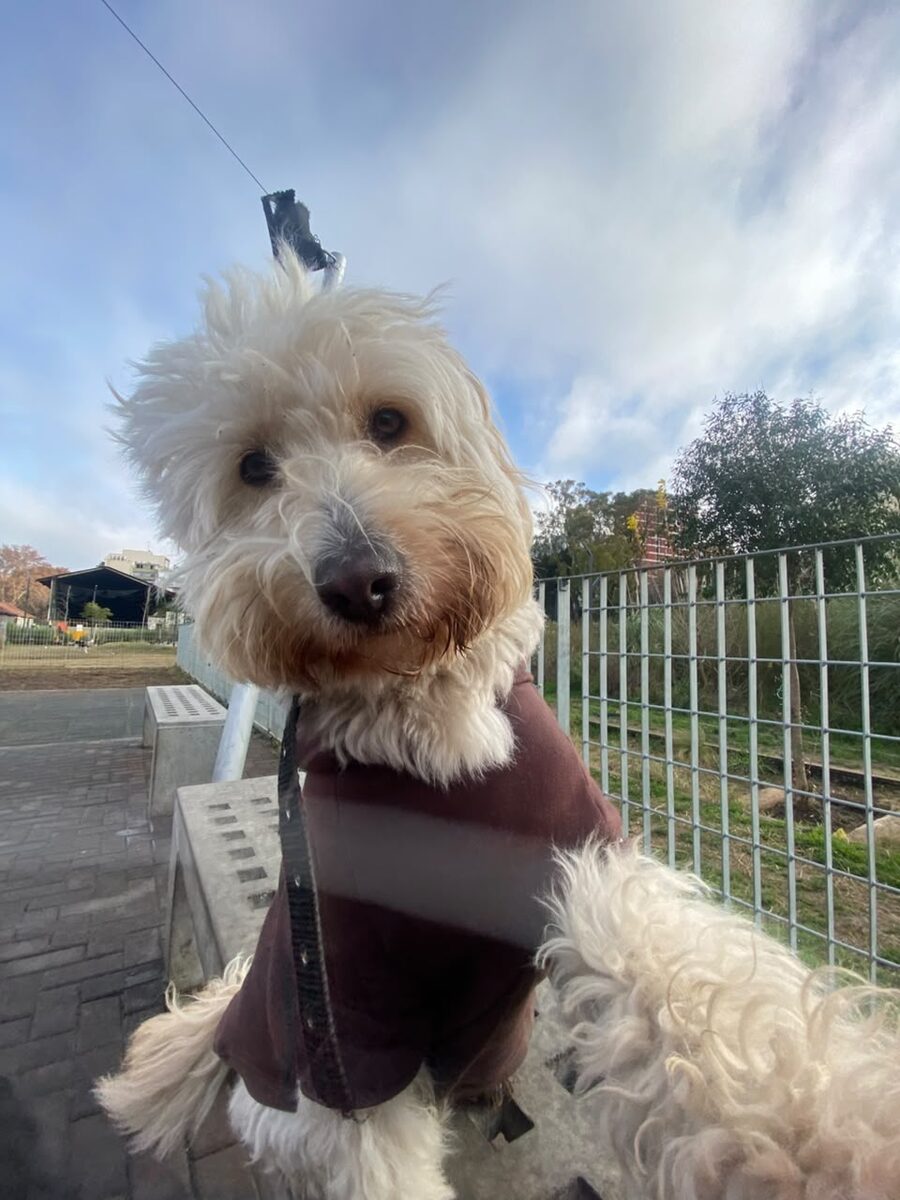 Perro durante una instancia de aprendizaje